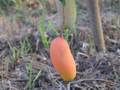 Banana Mango Tree