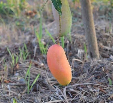 Banana Mango Tree