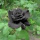 Rainbow Rose Seeds