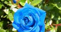Rainbow Rose Seeds