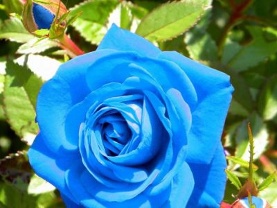 Rainbow Rose Seeds