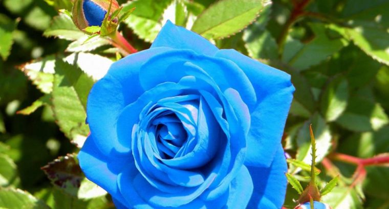 Rainbow Rose Seeds