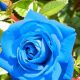 Rainbow Rose Seeds