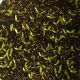 Rainbow Rose Seeds