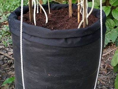 Fabric Grow Bags for Terrace Garden – Grow Vegetables, Leafy Vegetables, Herbs on These Smart Fabric Pots
