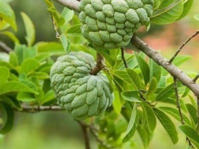 Thai Sarifa (ATA) Plant